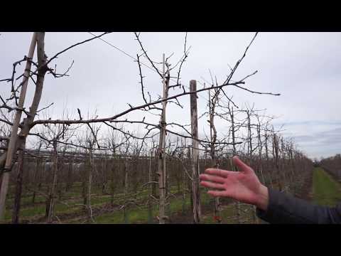 Видео: Интенсивный сад (Holland)