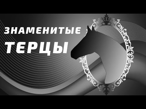 Видео: Терская порода. Чем знамениты терцы?