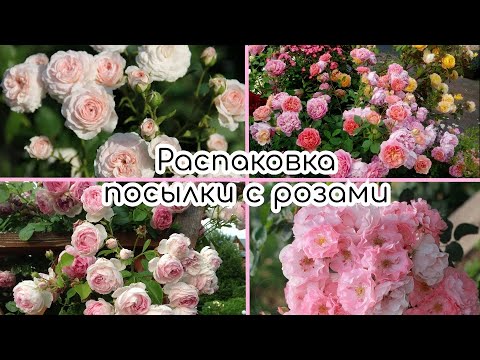 Видео: Распаковка посылки с розами из питомника