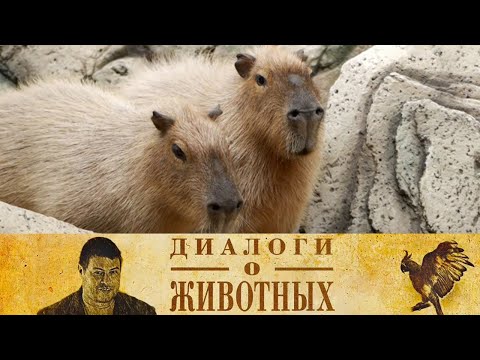 Видео: Сафари Парк в Геленджике. 8-я серия // Диалоги о животных @SMOTRIM_KULTURA