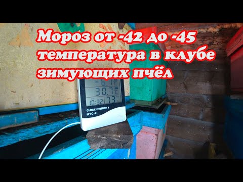 Видео: МОРОЗЫ от - 42 до  -45, СБОРКА НУКЛЕУСОВ, ТЕМПЕРАТУРА В КЛУБЕ ПЧЁЛ, ГОЛОДНАЯ БЕЗДОМНАЯ СОБАКА