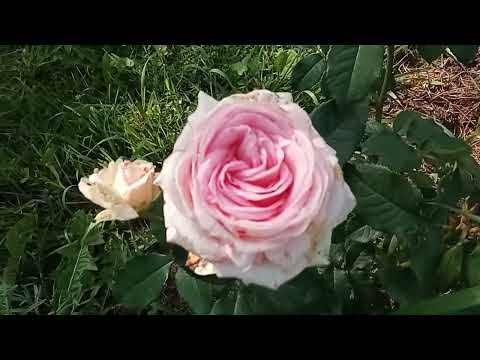 Видео: Обзор огорода на середину августа. Обзор томатов, цветы, клубника, чеснок и лук готов к хранению.