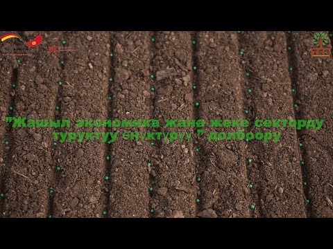 Видео: Жашылча үрөөндөрүн парникке эгүү \ Араван району \ GIZ \TES