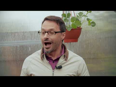 Видео: Теплица Тюльпан-Антишторм на даче. Часть 3