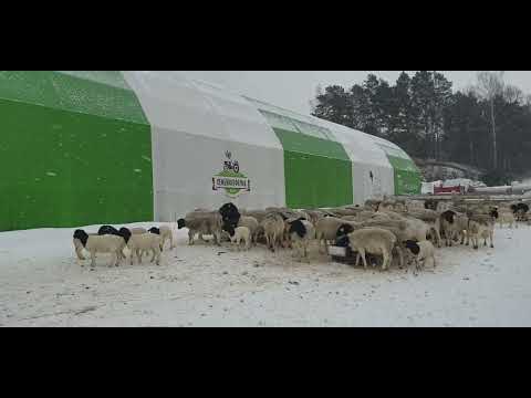 Видео: Кормление Дорперов , метёт у нас хорошо, крытые овцы 2 раза в год....