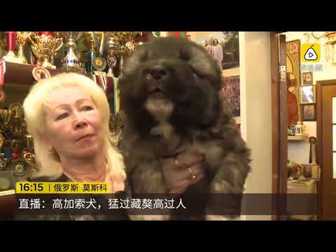 Видео: Кавказская овчарка в питомнике "Русский Риск"