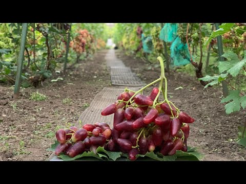 Видео: Экскурсия по винограднику: Барсум, Кишмиш Ютал, Монолит, Хелена, Дубовский Розовый, Богема и другие