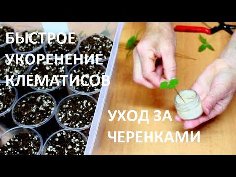 Видео: Когда и как черенковать клематисы.Укореняются легко и просто. Что делать с укорененными черенками