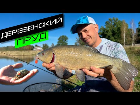 Видео: РЫБАЛКА НА ПРУДУ / ЛОВЛЯ КАРПА И ЛИНЯ / FROS FISHING