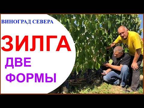 Видео: Виноград Зилга Двуликий Янус