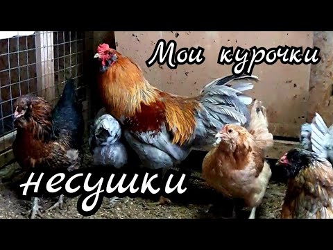 Видео: Несушки, подстилка в теплице, Мараны, выращивание бройлера в курятнике.