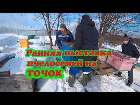 Видео: РАННЯЯ ВЫСТАВКА ПЧЁЛ ИЗ ЗИМОВНИКА, ПЛЮСЫ И МИНУСЫ НАШЕЙ РАБОТЫ