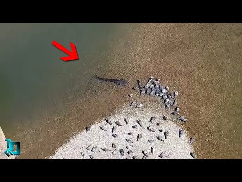 Видео: Сумасшедшие Случаи с Животными, Которые Удивили Всех!