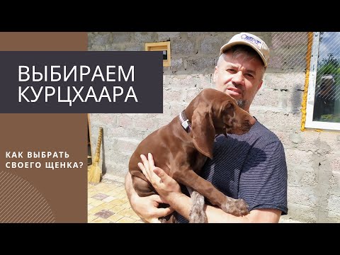 Видео: Выбираем щенка курцхаара!