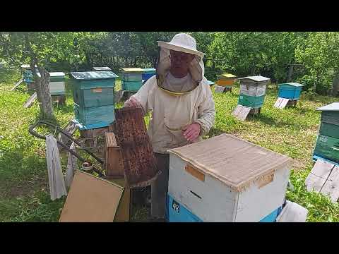 Видео: Пчеловодство №101 Не даем роиться Улью. Вариант№2