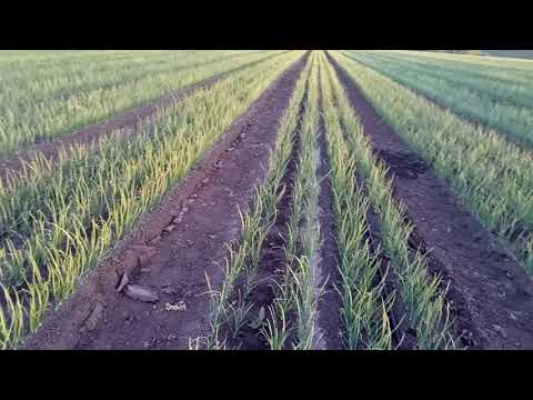 Видео: 30мая,7-ой полив лука