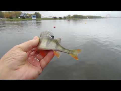 Видео: 08 октября 2025 года  Боковой кивок на Гребешке!!!