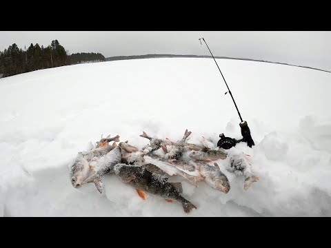 Видео: Рыбалка в Карелии на Озере Вендюрское в Мороз на 8 Марта!