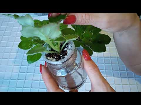 Видео: Фиалки в домашних условиях. Плесень на поверхности грунта. Что делать?