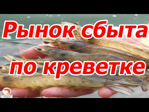 Видео: Поговорим на тему: Рынок сбыта по креветке Розенберга
