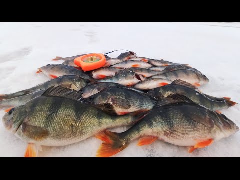 Видео: Окунь ЗАГИБАЕТ на БЕЗМОТЫЛКУ. 🎣 Лесотка, Гвоздекубик. 🐟  Зимняя рыбалка. 🎣🐟 Подводная съемка.