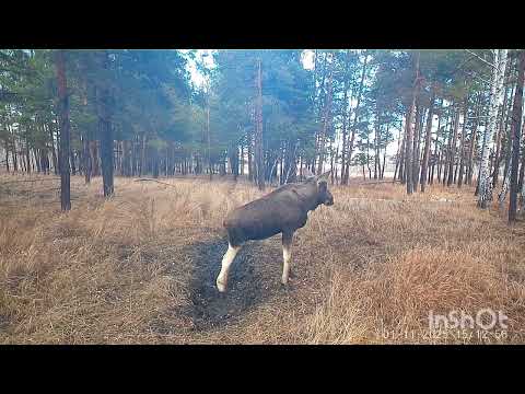 Видео: Попытка поймать ротанов. Лоси и кабаны в объективе фотоловушки. 