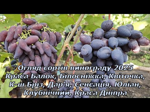 Видео: Огляд сортів винограду 30 серпня 2025 частина-1