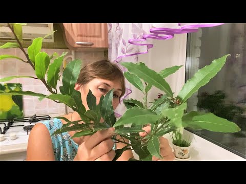 Видео: Нужен совет про лавровое деревце.