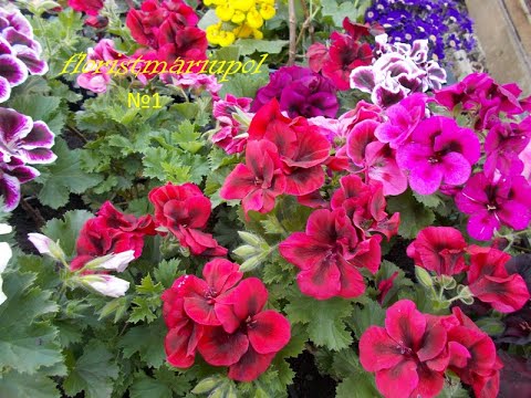 Видео: Пеларгония, раннее цветение, важные моменты в уходе зимой Защита, удобрения.