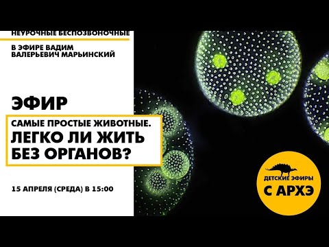 Видео: Детский эфир «Самые простые животные. Легко ли жить без органов?» рубрики «Неурочные беспозвоночные»