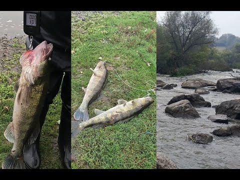 Видео: Поїхав за окунями на Буг,а побачив роздачу трофейних судаків!!!