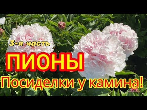 Видео: Посиделки у камина. Часть 3 / Сад Ворошиловой