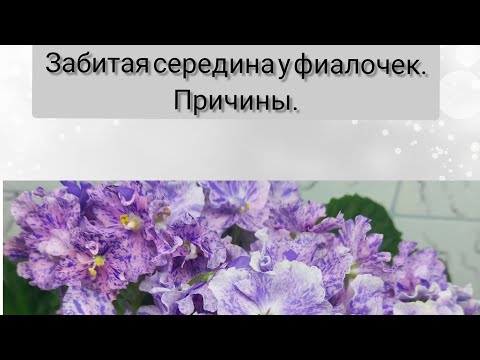 Видео: Забитая середина у фиалочек. Причины.