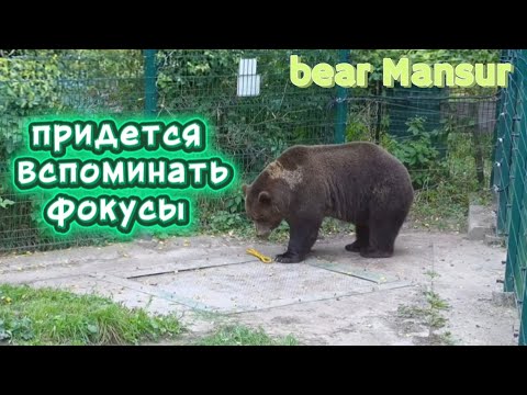 Видео: Мансур всегда находит занятие 🐻🐾Mansur always finds something to do _12/09/25