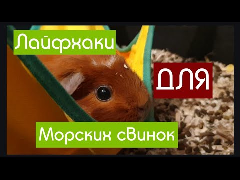 Видео: ЛАЙФХАКИ ДЛЯ ВЛАДЕЛЬЦЕВ МОРСКИХ СВИНОК//ЛАЙФХАКИ ДЛЯ МОРСКИХ СВИНОК//ЛАЙФХАКИ ДЛЯ ХОЗЯЕВ СВИНОК