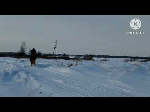 Видео: Жеребчик 3 года 170см в холке