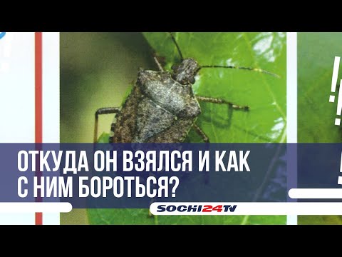 Видео: Сочи атаковал мраморный клоп