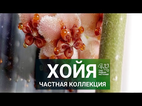 Видео: Частная коллекция хойи. Редкие и вариегатные сорта