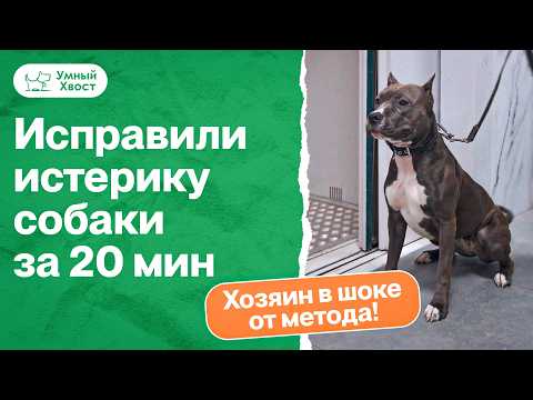 Видео: Почему собака громко визжит в подъезде? Как снизить возбуждение и стресс собаки?