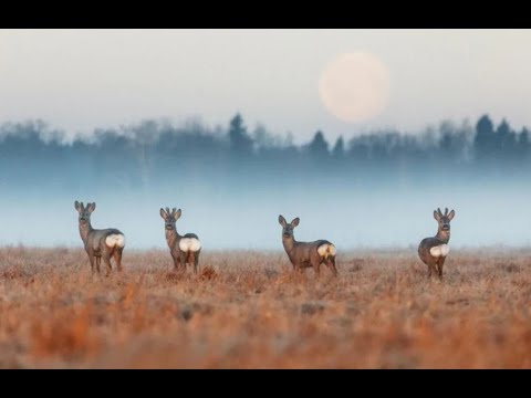 Видео: Охота на косулю, зайца и лису. Добыли ВСЁ. Hunting for roe deer, hare and fox. Got EVERYTHING.
