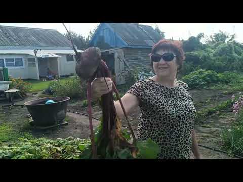 Видео: Гости подчистили мой огород🙆Жизнь в ДЕРЕВНЕ 🤗.
