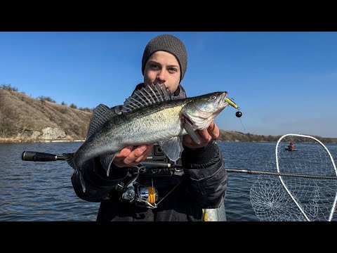 Видео: ЗЛІ, ПЕРЕДНЕРЕСТОВІ СУДАКИ!!!