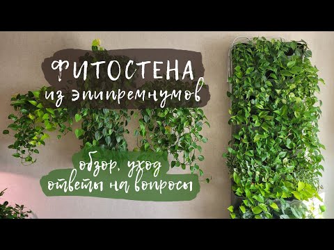 Видео: Фитостена из эпипремнумов  | Обзор, уход, ответы на вопросы