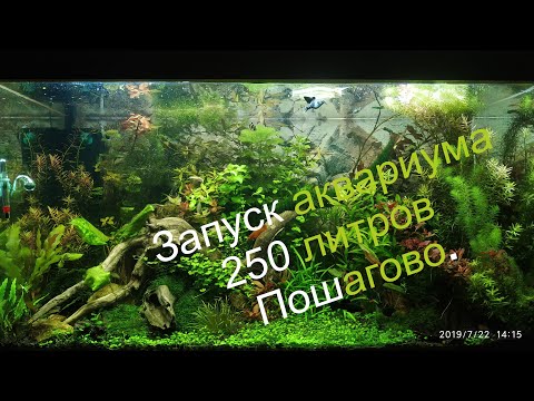 Видео: Запуск Аквариума 250 литров