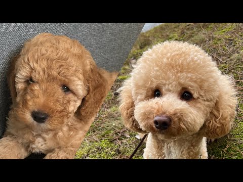 Видео: Как рос и менялся наш пудель Капуч #dog #poodle #пудель