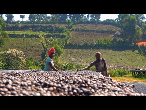 Видео: Етиопия и Йордан Дъбов: Дневниците на кафетърсача / промо на филм