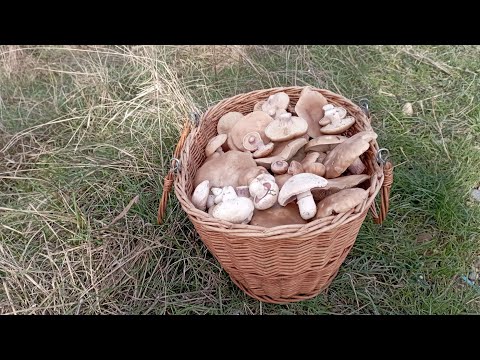 Видео: СИНЕНОЖКА! Нормально, вечером отдыхать не придётся. По грибы 18 ноября 2023 года.