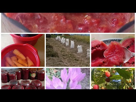 Видео: Збираю свій урожай і переробляю; допомагаю дітям; експериментую на кухні, милуюся красою та смакотою
