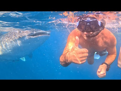 Видео: Филиппины, Себу, Китовые акулы, Каньонинг, что посмотреть на острове!