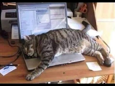 Видео: 😺 Работать - это для дураков!  🐈 Подборка смешных видео котов, котят и собак! 😻